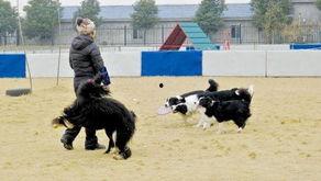 武汉宠物爆料事件最新进展,最新进展揭示真相与后续处理